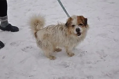 Gałganek, młody, towarzyski mix SHIHTZU,  Kundelki
