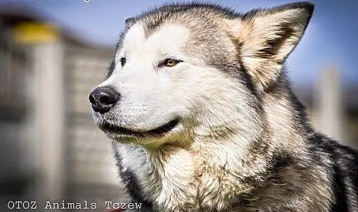 OTOZ Animals - Atena - cudowna, rodowodowa suczka