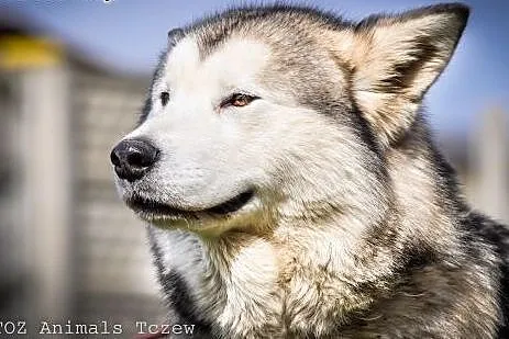 OTOZ Animals - Atena - cudowna, rodowodowa suczka 