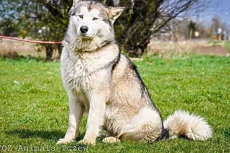 OTOZ Animals - Atena - cudowna, rodowodowa suczka 