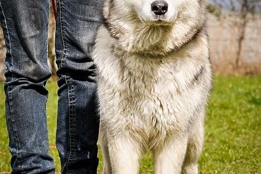 OTOZ Animals - Atena - cudowna, rodowodowa suczka 