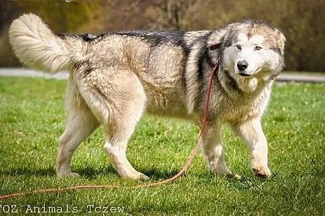 OTOZ Animals - Atena - cudowna, rodowodowa suczka 
