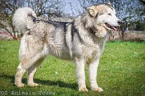 OTOZ Animals - Atena - cudowna, rodowodowa suczka 