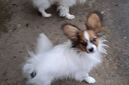 Piesek Papillon FCI / ZKwP