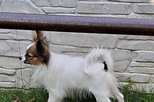 Piesek Papillon FCI / ZKwP, Mazowieckie, Łomianki