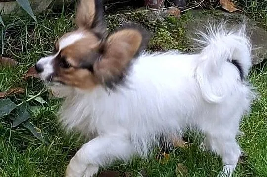 Piesek Papillon FCI / ZKwP, Mazowieckie, Łomianki