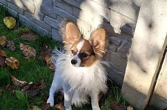 Piesek Papillon FCI / ZKwP, Mazowieckie, Łomianki