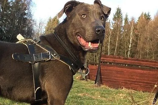 Nero-psiak pełen wigoru czeka na dom!,  dolnośląsk
