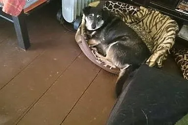 POLA starsza sunia szuka domu na resztę dni! PILNE