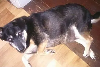 POLA starsza sunia szuka domu na resztę dni! PILNE