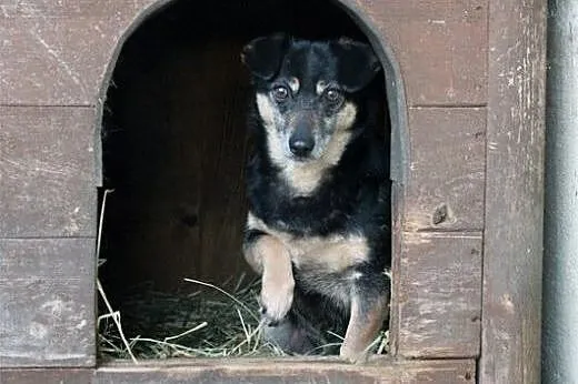POLA starsza sunia szuka domu na resztę dni! PILNE