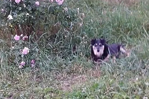 POLA starsza sunia szuka domu na resztę dni! PILNE