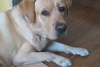 Labrador Sadi pilnie szuka domu,  dolnośląskie Wro