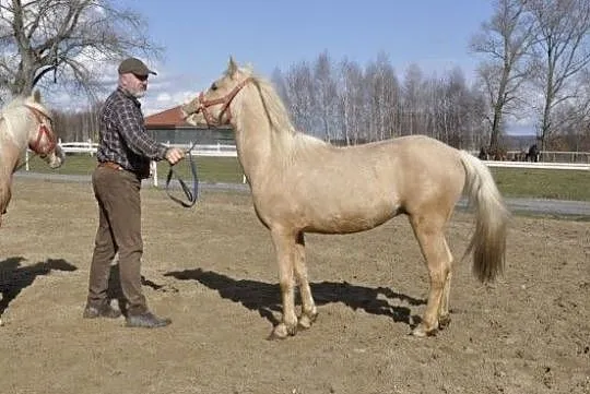 Para kucy felińskich, , 