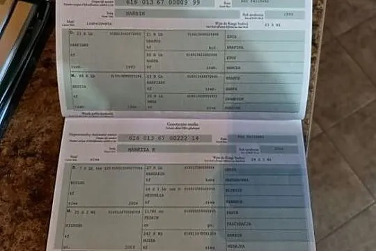 Para kucy felińskich, , 