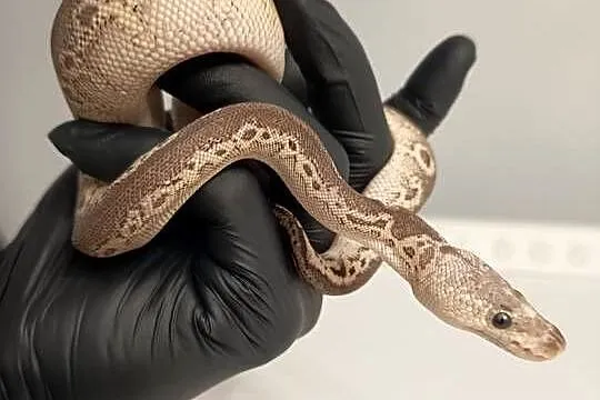 Pyton Królewski Python Regius Black Pewter Clown 0.1, Warmińsko-mazurskie, Elbląg