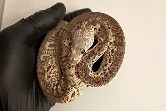 Pyton Królewski Python Regius Black Pewter Clown 0.1, Warmińsko-mazurskie, Elbląg