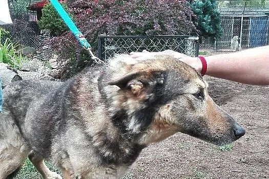Pascal, psi staruszek PILNIE szuka domu