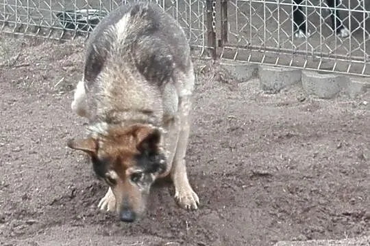 Pascal, psi staruszek PILNIE szuka domu
