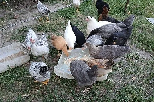 Młode, kolorowe kogutki z czerwca