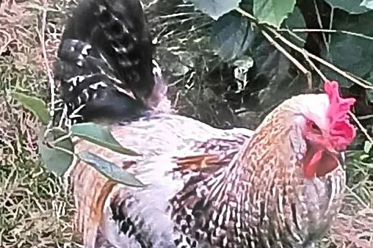 Młode, kolorowe kogutki z czerwca, Mazowieckie, Piaseczno