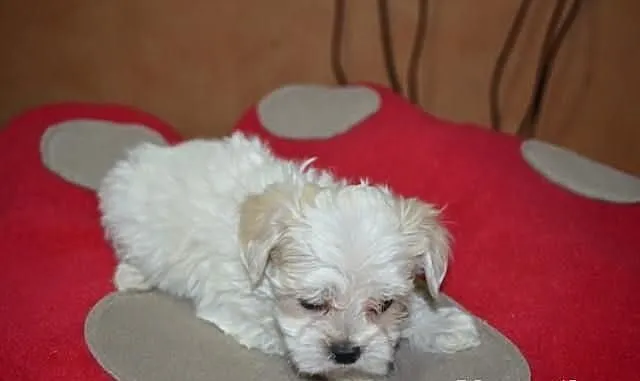 Maltipoo, MALTIPOOO, maltańczyk, pudel