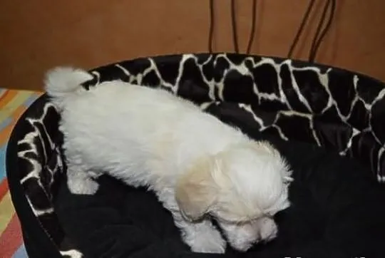 Maltipoo, MALTIPOOO, maltańczyk, pudel