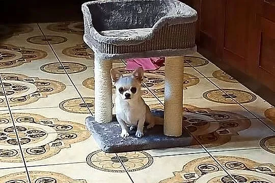 Chihuahua suczka