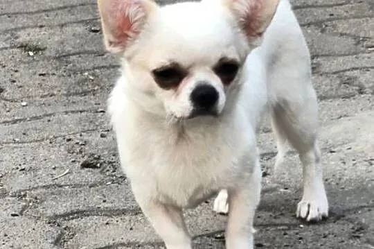 Chihuahua suczka, Mazowieckie, Przysucha