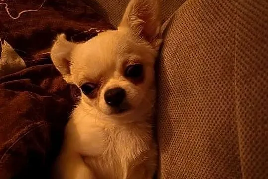 Chihuahua suczka, Mazowieckie, Przysucha