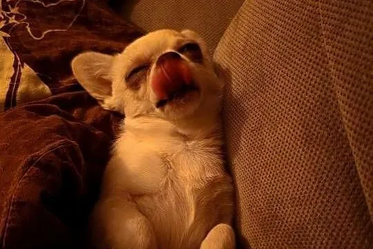 Chihuahua suczka, Mazowieckie, Przysucha