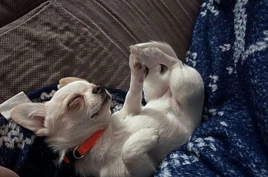 Chihuahua suczka, Mazowieckie, Przysucha