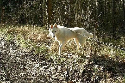 Iga - wspaniały psiak mix husky czeka na dom,  maz
