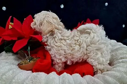 Xxs maltipoo Po mamusi 2kg tatuś FCI wyjątkowe