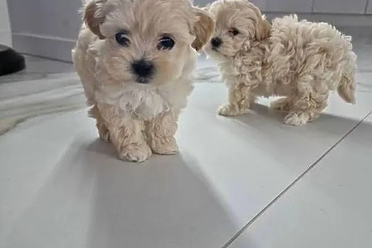 Xxs maltipoo Po mamusi 2kg tatuś FCI wyjątkowe, Podkarpackie, Jasło
