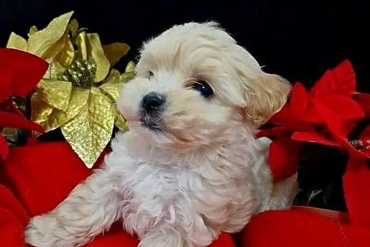 Xxs maltipoo Po mamusi 2kg tatuś FCI wyjątkowe, Podkarpackie, Jasło