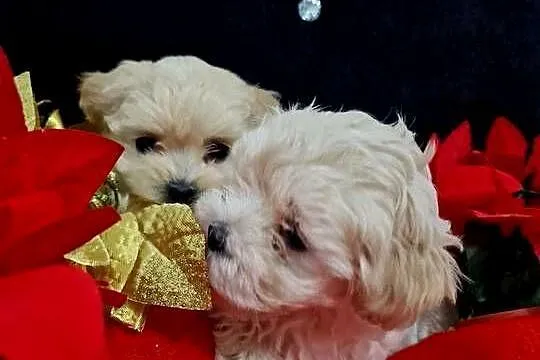 Xxs maltipoo Po mamusi 2kg tatuś FCI wyjątkowe, Podkarpackie, Jasło
