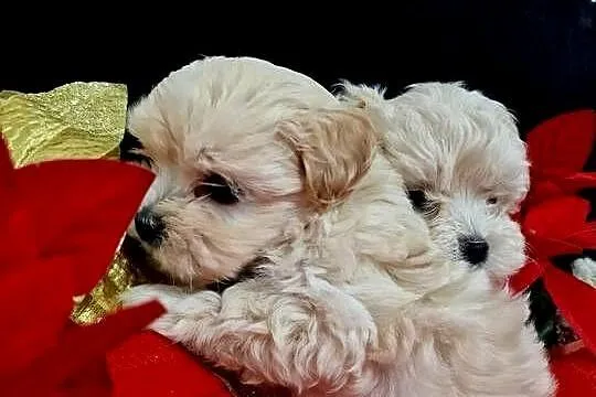 Xxs maltipoo Po mamusi 2kg tatuś FCI wyjątkowe, Podkarpackie, Jasło
