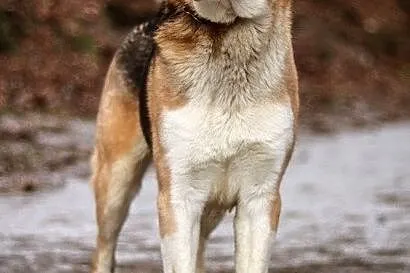 Spraw sobie Lexusa! :), Warmińsko-mazurskie, Olsztyn