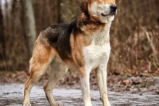 Spraw sobie Lexusa! :), Warmińsko-mazurskie, Olsztyn
