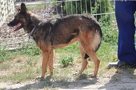 Agrafka- zyskaj nowego przyjaciela!,  mazowieckie 