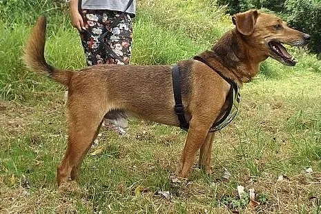 Pocieszne psie szczęście &#8211; Lucky,  dolno