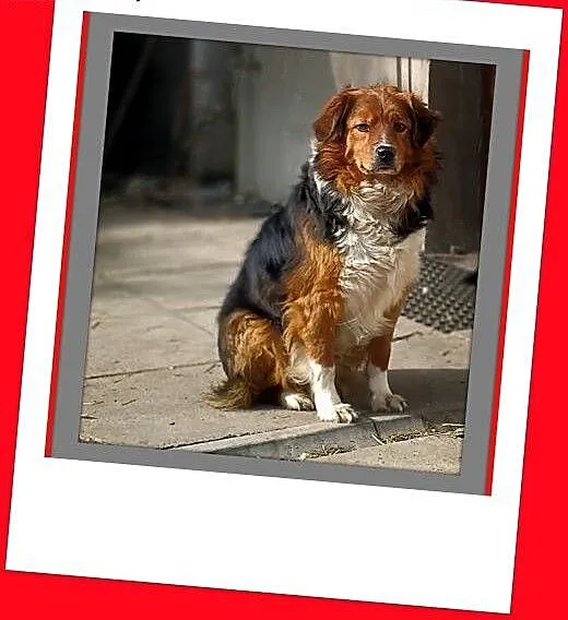 Owczarek autralijski mix,cudowny,spokojny,szczepiony DANY szuka domu.ADOPCJA, mazowieckie Warszawa, Mazowieckie, Warszawa