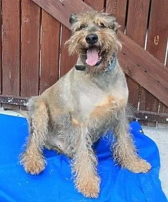 HAROLD - piękny psiak w typie airdale terrier do a