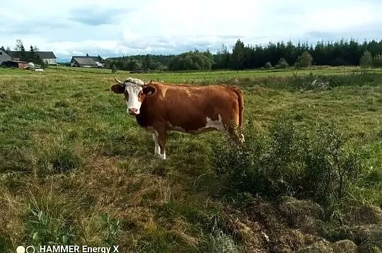 Sprzedam krowy mleczne