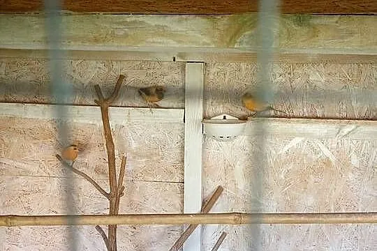 Sprzedam kanarki, Lubelskie, Kośmin