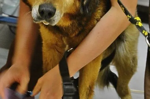 Adoptuj Lanera - psa, który wiele wycierpiał,  maz