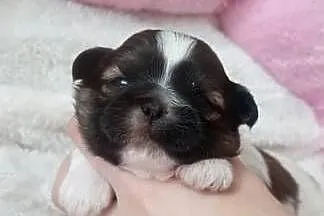 Shih-Tzu sunia