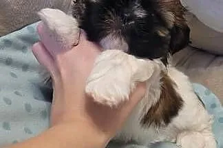 Shih-Tzu sunia, Łódzkie, Mokrsko