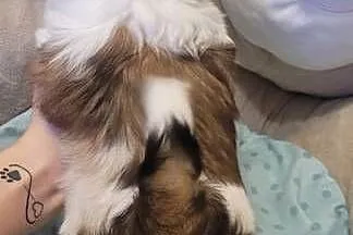 Shih-Tzu sunia, Łódzkie, Mokrsko